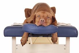 Professional Pet Massage Course
