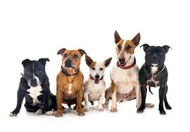 Photo Shoot with 5 Dogs or Petsof Your Choice – Stunning Pet Entourage