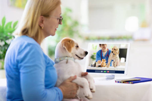 Online Veterinarian Consultation – Expert Pet Care from Home