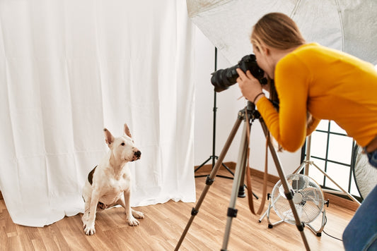 Exclusive Nutrition Program for Pet Photoshoots